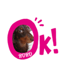 ロロとワタシ（個別スタンプ：3）
