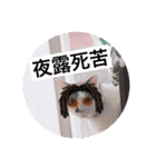 我が家のかわいいコたち-0（個別スタンプ：3）