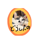 我が家のかわいいコたち-0（個別スタンプ：4）