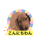 我が家のかわいいコたち-0（個別スタンプ：10）