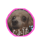 我が家のかわいいコたち-0（個別スタンプ：11）