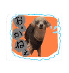 我が家のかわいいコたち-0（個別スタンプ：19）