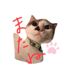 我が家のかわいいコたち-0（個別スタンプ：36）