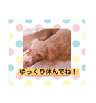 我が家のかわいいコたち-0（個別スタンプ：37）