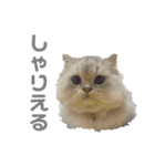 うちのだにえる君（個別スタンプ：1）