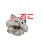 うちのだにえる君（個別スタンプ：7）