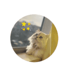 うちのだにえる君（個別スタンプ：12）
