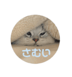 うちのだにえる君（個別スタンプ：13）