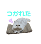 うちのだにえる君（個別スタンプ：20）
