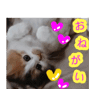 ぶいとさら うちのねこ（個別スタンプ：1）