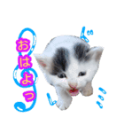 ぶいとさら うちのねこ（個別スタンプ：2）