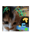 ぶいとさら うちのねこ（個別スタンプ：3）