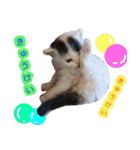 ぶいとさら うちのねこ（個別スタンプ：4）
