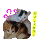 ぶいとさら うちのねこ（個別スタンプ：5）