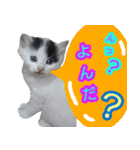 ぶいとさら うちのねこ（個別スタンプ：8）