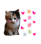 ぶいとさら うちのねこ（個別スタンプ：9）