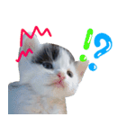 ぶいとさら うちのねこ（個別スタンプ：10）