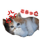 ぶいとさら うちのねこ（個別スタンプ：11）
