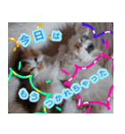 ぶいとさら うちのねこ（個別スタンプ：14）