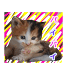 ぶいとさら うちのねこ（個別スタンプ：15）