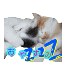 ぶいとさら うちのねこ（個別スタンプ：16）