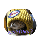 アメショの鉄くん（個別スタンプ：7）