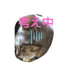アメショの鉄くん（個別スタンプ：8）