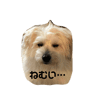 LOVEモフ（個別スタンプ：3）