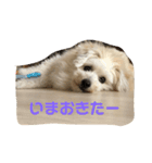 LOVEモフ（個別スタンプ：4）