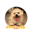 LOVEモフ（個別スタンプ：6）