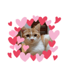 ふて猫ちくりん（個別スタンプ：7）