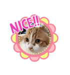 ふて猫ちくりん（個別スタンプ：8）