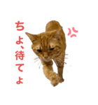 マロン＆ティアラの巻（個別スタンプ：3）