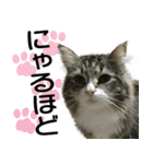 ネコちゃん＊日常系スタンプ（個別スタンプ：2）