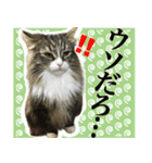 ネコちゃん＊日常系スタンプ（個別スタンプ：4）