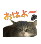 ネコちゃん＊日常系スタンプ（個別スタンプ：5）