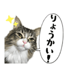 ネコちゃん＊日常系スタンプ（個別スタンプ：8）