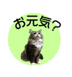 ネコちゃん＊日常系スタンプ（個別スタンプ：9）