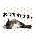 ネコちゃん＊日常系スタンプ（個別スタンプ：12）