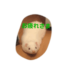 フェレットはなちゃんかわいいスタンプ（個別スタンプ：2）