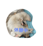 フェレットはなちゃんかわいいスタンプ（個別スタンプ：5）
