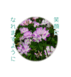 花と共に、優しく寄り添う励ましの言葉（個別スタンプ：5）