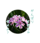 花と共に、優しく寄り添う励ましの言葉（個別スタンプ：11）