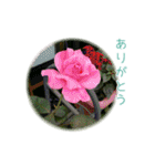 花と共に、優しく寄り添う励ましの言葉（個別スタンプ：12）