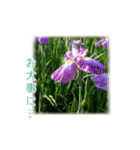 花と共に、優しく寄り添う励ましの言葉（個別スタンプ：14）