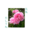 花と共に、優しく寄り添う励ましの言葉（個別スタンプ：26）