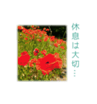 花と共に、優しく寄り添う励ましの言葉（個別スタンプ：40）
