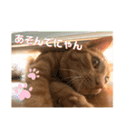 茶トラのユッケくん（個別スタンプ：8）