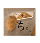 茶トラのユッケくん（個別スタンプ：10）