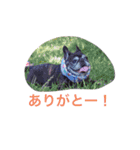 BUHI BUHI ダリア（個別スタンプ：2）